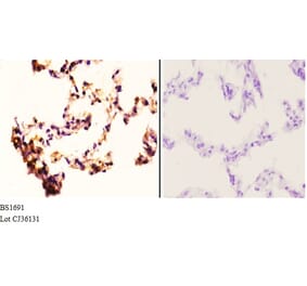 Anti-Rad52 (N99) Antibody from Bioworld Technology (BS1691) - Antibodies.com
