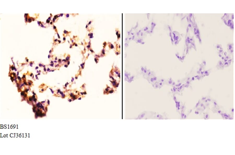 Anti-Rad52 (N99) Antibody from Bioworld Technology (BS1691) - Antibodies.com
