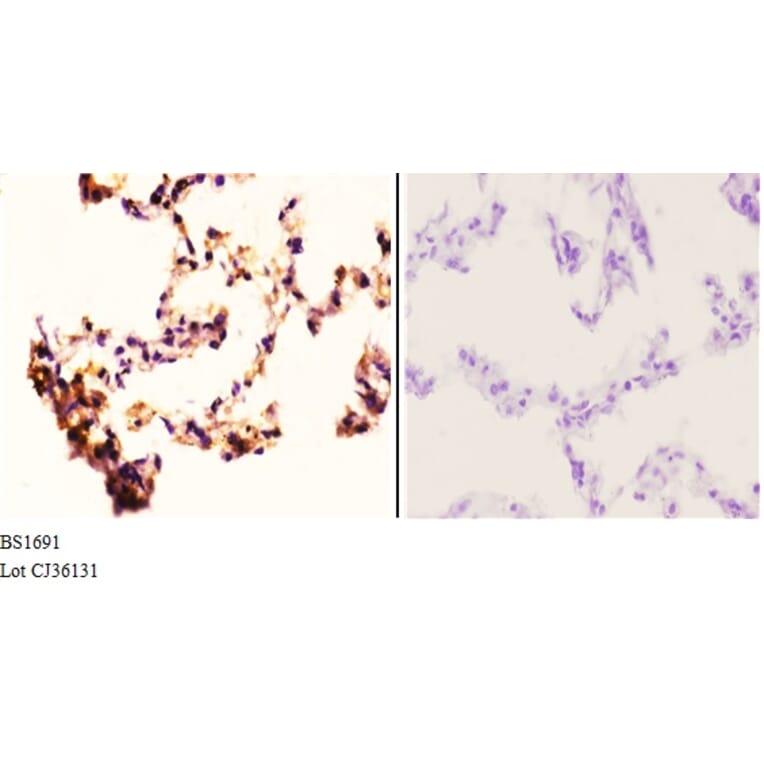 Anti-Rad52 (N99) Antibody from Bioworld Technology (BS1691) - Antibodies.com
