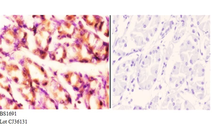 Anti-Rad52 (N99) Antibody from Bioworld Technology (BS1691) - Antibodies.com