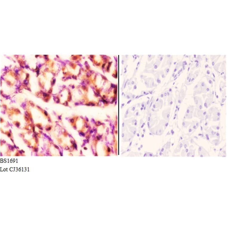 Anti-Rad52 (N99) Antibody from Bioworld Technology (BS1691) - Antibodies.com