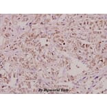 Anti-RPA2 (A17) Antibody from Bioworld Technology (BS1692) - Antibodies.com