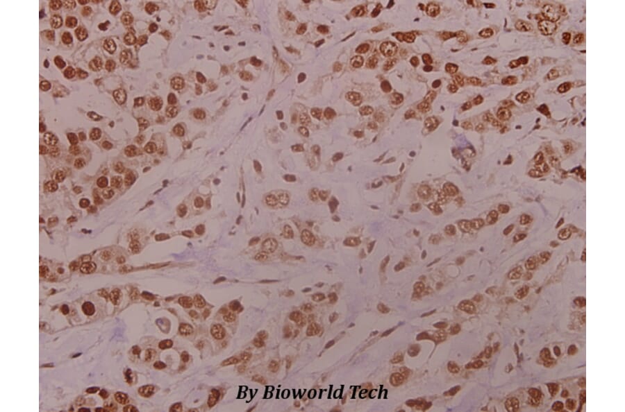 Anti-MEK-4 (Q253) Antibody from Bioworld Technology (BS1693) - Antibodies.com