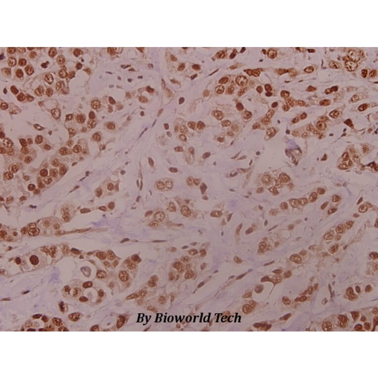 Anti-MEK-4 (Q253) Antibody from Bioworld Technology (BS1693) - Antibodies.com