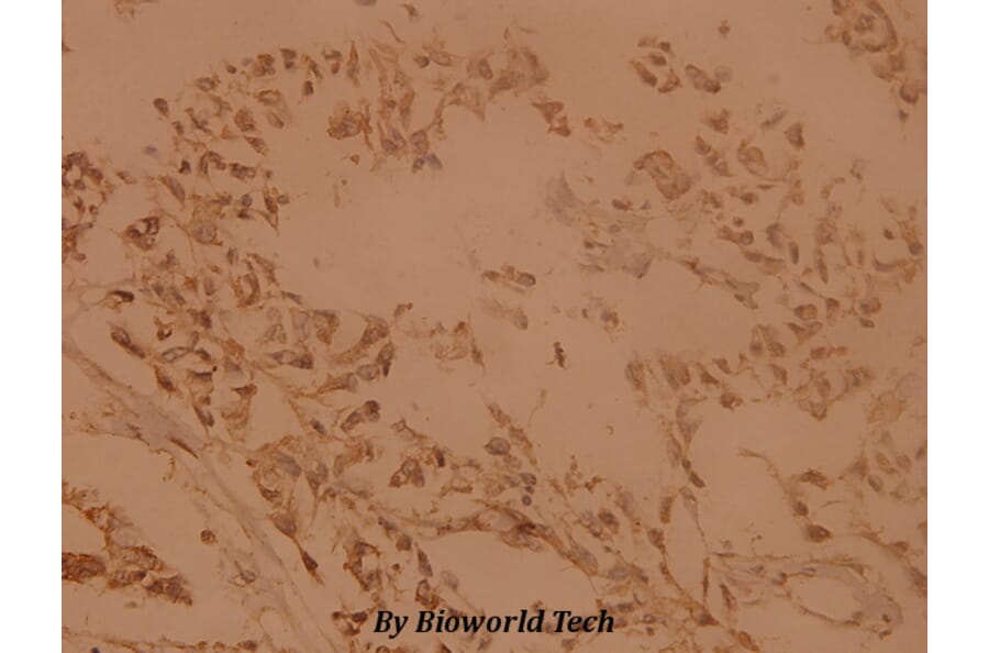 Anti-Skp1 p19 (P72) Antibody from Bioworld Technology (BS1694) - Antibodies.com