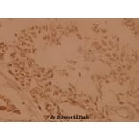 Anti-Skp1 p19 (P72) Antibody from Bioworld Technology (BS1694) - Antibodies.com