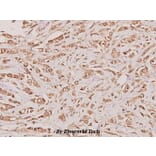Anti-Cystatin A (G84) Antibody from Bioworld Technology (BS1695) - Antibodies.com
