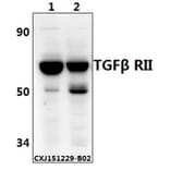 Anti-TGFβ RII (E246) Antibody from Bioworld Technology (BS1696) - Antibodies.com