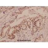 Anti-TGFβ RII (E246) Antibody from Bioworld Technology (BS1696) - Antibodies.com