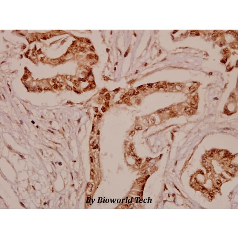 Anti-TPH1 (K54) Antibody from Bioworld Technology (BS1698) - Antibodies.com