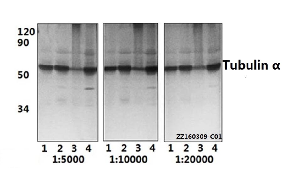 Anti-Tubulin α (G436) Antibody from Bioworld Technology (BS1699) - Antibodies.com