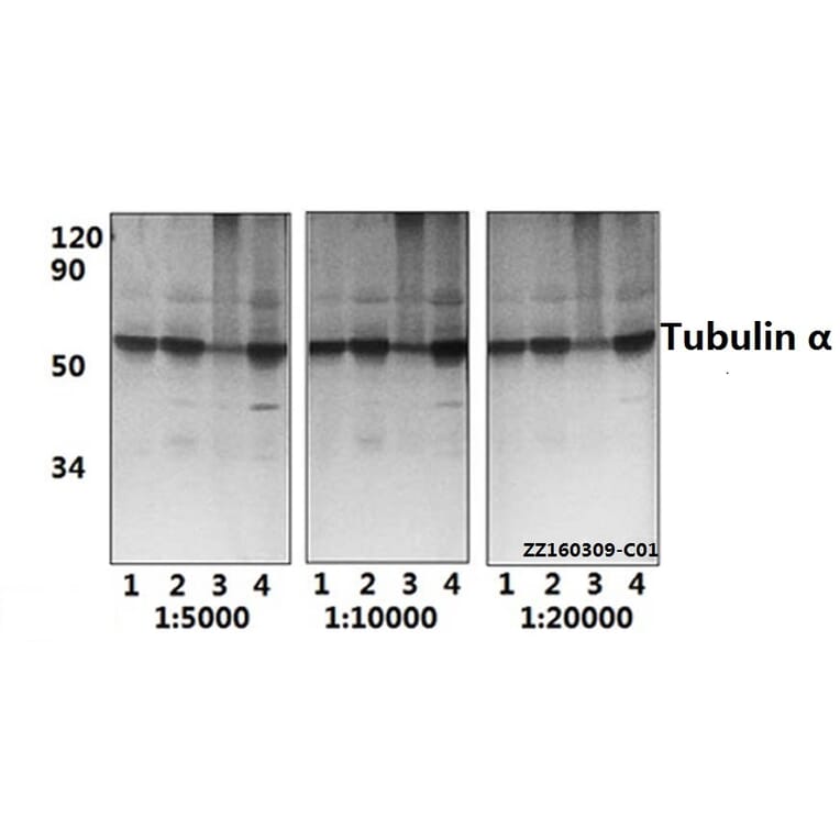 Anti-Tubulin α (G436) Antibody from Bioworld Technology (BS1699) - Antibodies.com