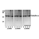 Anti-Tubulin α (G436) Antibody from Bioworld Technology (BS1699) - Antibodies.com