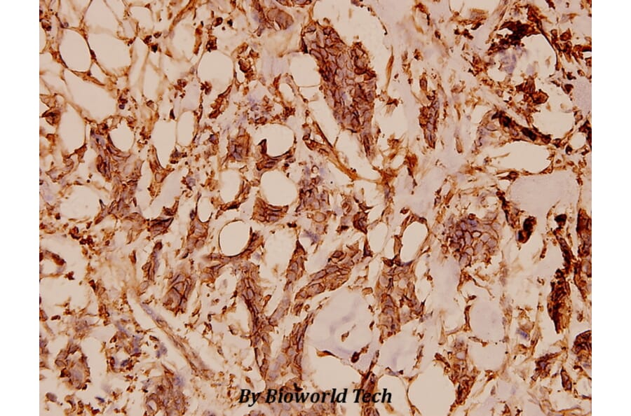 Anti-Tubulin α (G436) Antibody from Bioworld Technology (BS1699) - Antibodies.com