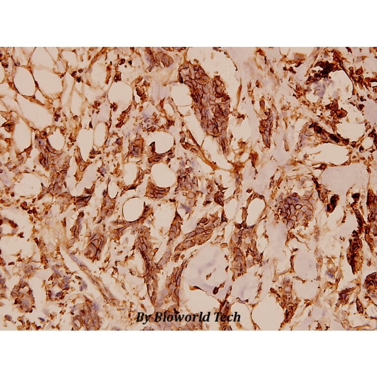 Anti-Tubulin α (G436) Antibody from Bioworld Technology (BS1699) - Antibodies.com