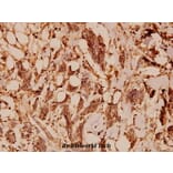 Anti-Tubulin α (G436) Antibody from Bioworld Technology (BS1699) - Antibodies.com
