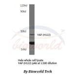 Anti-YAP (H122) Antibody from Bioworld Technology (BS1701) - Antibodies.com