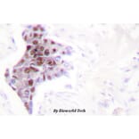 Anti-ATP8 Antibody from Bioworld Technology (BS1702) - Antibodies.com