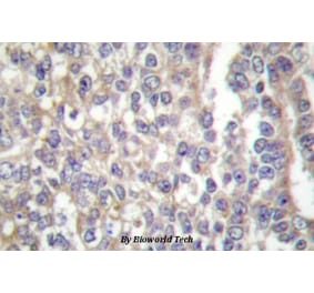 Anti-Shc (E343) Antibody from Bioworld Technology (BS1704) - Antibodies.com