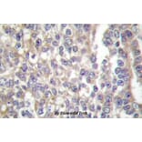 Anti-Shc (E343) Antibody from Bioworld Technology (BS1704) - Antibodies.com