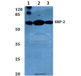 Anti-SHP-2 (E574) Antibody from Bioworld Technology (BS1705) - Antibodies.com