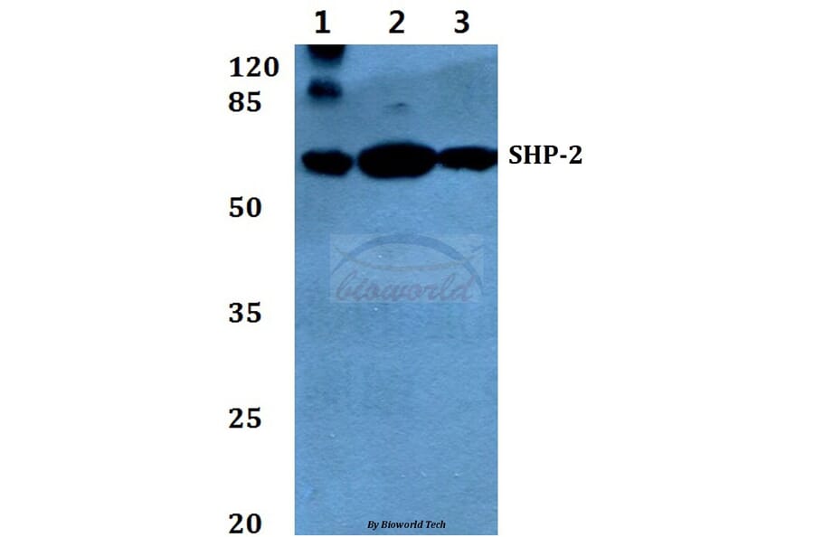 Anti-SHP-2 (E574) Antibody from Bioworld Technology (BS1705) - Antibodies.com
