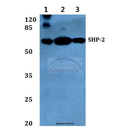 Anti-SHP-2 (E574) Antibody from Bioworld Technology (BS1705) - Antibodies.com