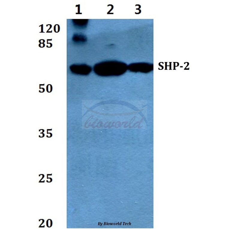 Anti-SHP-2 (E574) Antibody from Bioworld Technology (BS1705) - Antibodies.com