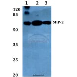 Anti-SHP-2 (E574) Antibody from Bioworld Technology (BS1705) - Antibodies.com