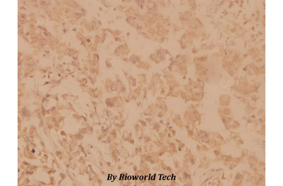 Anti-SHP-2 (E574) Antibody from Bioworld Technology (BS1705) - Antibodies.com