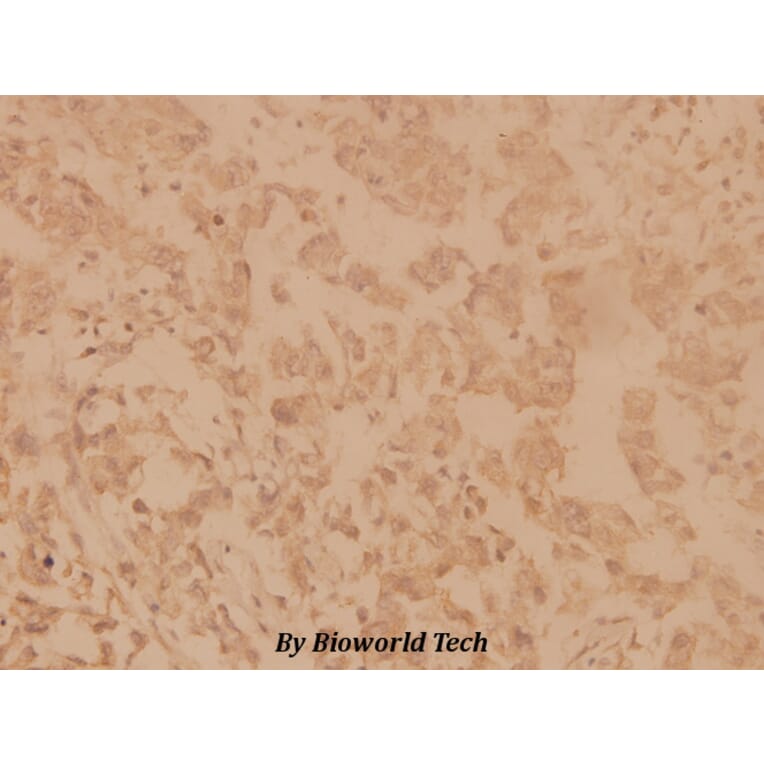 Anti-SHP-2 (E574) Antibody from Bioworld Technology (BS1705) - Antibodies.com