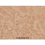 Anti-SHP-2 (E574) Antibody from Bioworld Technology (BS1705) - Antibodies.com