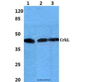 Anti-CrkL (P201) Antibody from Bioworld Technology (BS1706) - Antibodies.com
