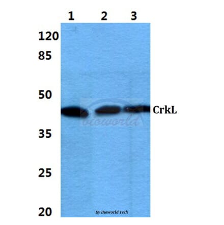 Anti-CrkL (P201) Antibody from Bioworld Technology (BS1706) - Antibodies.com