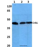 Anti-CrkL (P201) Antibody from Bioworld Technology (BS1706) - Antibodies.com