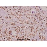Anti-CrkL (P201) Antibody from Bioworld Technology (BS1706) - Antibodies.com