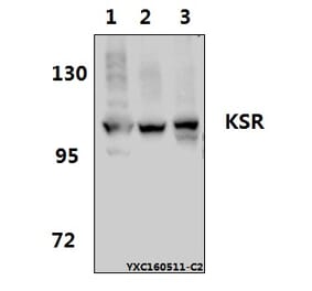 Anti-KSR (R386) Antibody from Bioworld Technology (BS1707) - Antibodies.com