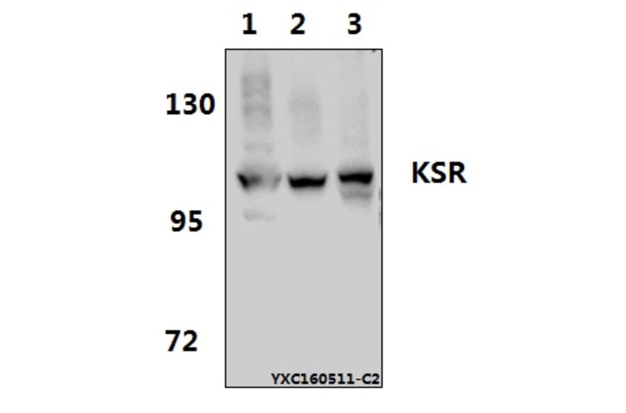 Anti-KSR (R386) Antibody from Bioworld Technology (BS1707) - Antibodies.com