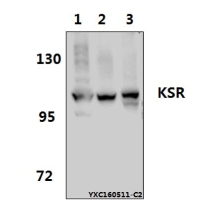 Anti-KSR (R386) Antibody from Bioworld Technology (BS1707) - Antibodies.com