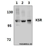 Anti-KSR (R386) Antibody from Bioworld Technology (BS1707) - Antibodies.com