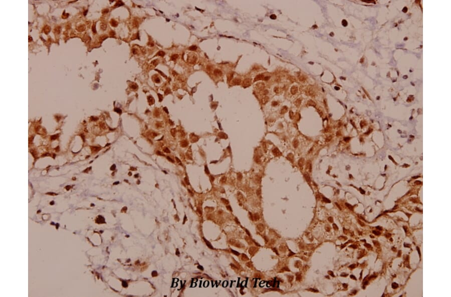 Anti-KSR (R386) Antibody from Bioworld Technology (BS1707) - Antibodies.com