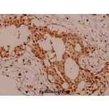 Anti-KSR (R386) Antibody from Bioworld Technology (BS1707) - Antibodies.com