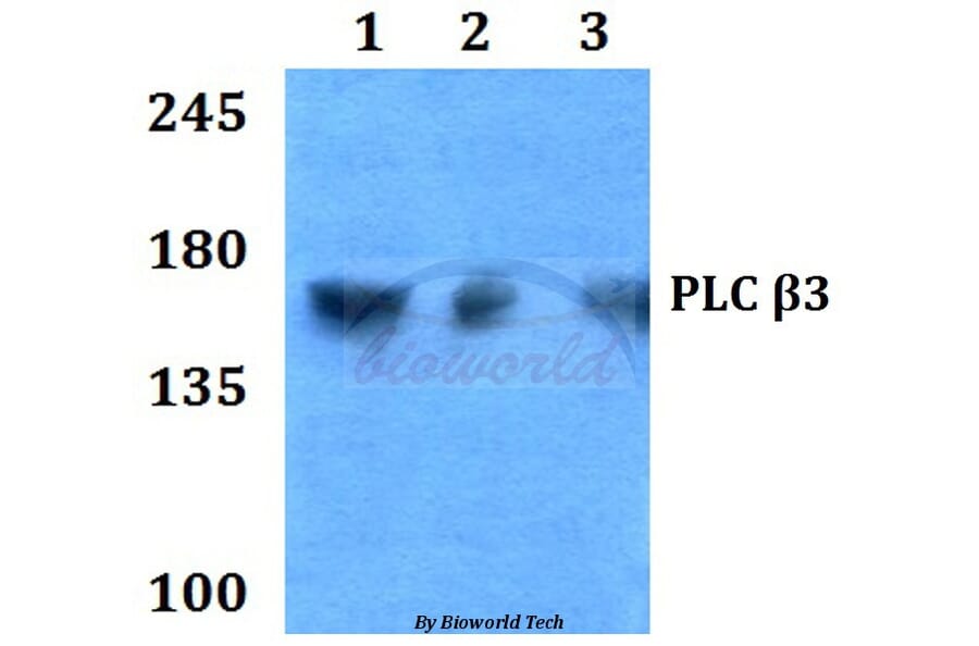 Anti-PLC β3 (D1099) Antibody from Bioworld Technology (BS1708) - Antibodies.com