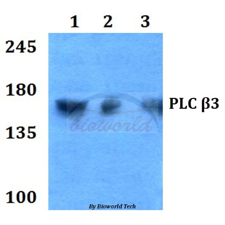 Anti-PLC β3 (D1099) Antibody from Bioworld Technology (BS1708) - Antibodies.com