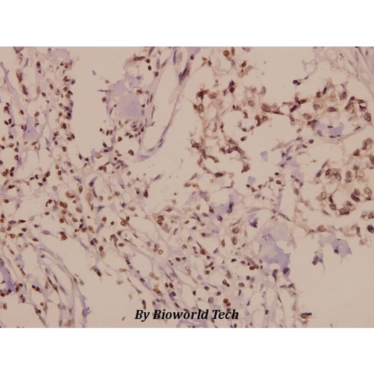 Anti-PLC β3 (D1099) Antibody from Bioworld Technology (BS1708) - Antibodies.com