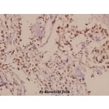 Anti-PLC β3 (D1099) Antibody from Bioworld Technology (BS1708) - Antibodies.com