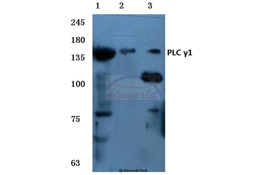 Anti-PLC γ1 (G765) Antibody from Bioworld Technology (BS1709) - Antibodies.com
