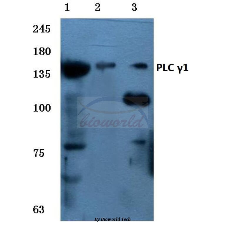 Anti-PLC γ1 (G765) Antibody from Bioworld Technology (BS1709) - Antibodies.com
