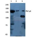 Anti-PLC γ1 (G765) Antibody from Bioworld Technology (BS1709) - Antibodies.com