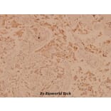 Anti-PLC γ1 (G765) Antibody from Bioworld Technology (BS1709) - Antibodies.com